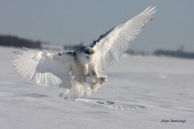 Snowy Owl Landing On The Money