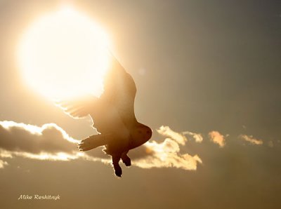 Fun In The Sun - Snowy Owl At Sunset