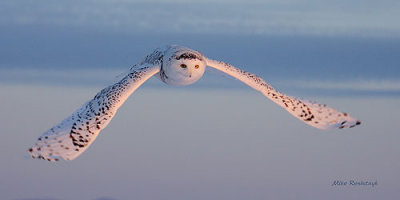 Snowy Owl Facing The Dawn