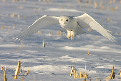 The Elusive Male Snowy Owl On The Prowl