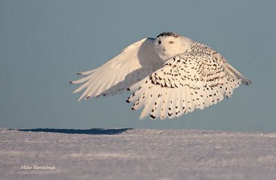 Snowy Owl Basking In Warm Dawn Light