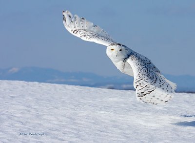 Snowy Owl Leaving The Departure Lounge
