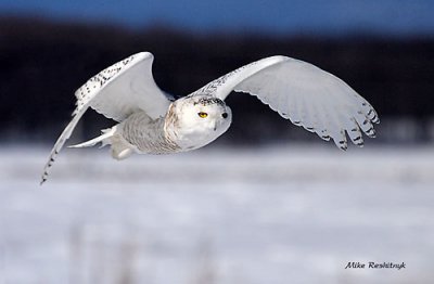 Snowy Owl On Patrol