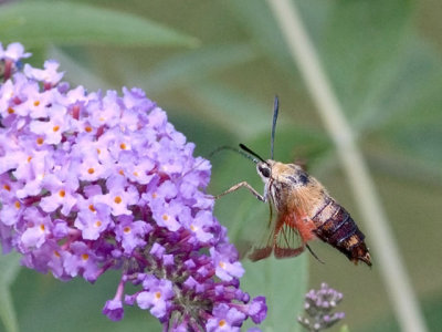 Hummingbird Moth