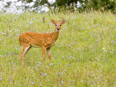 Fawn in Wildflowers
