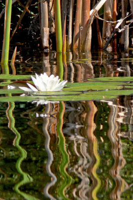 Water Lilly Abstract