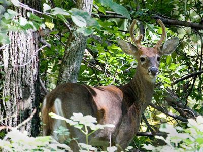 Buck in the Underbrush