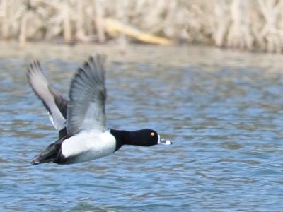 Male Ring-Necked Duck