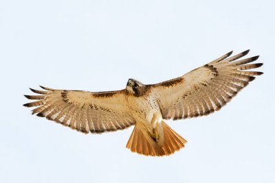 Red Tail Showing Off