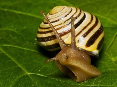 A Snails Face