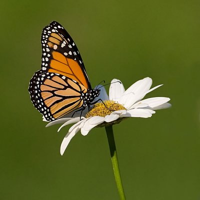 Monarch and Daisy