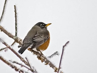 Frosty the Robin