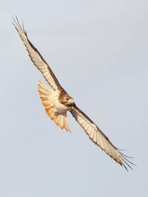 Incoming Red-Tail
