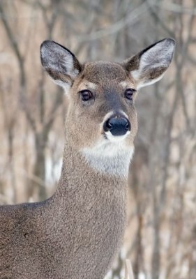 White-Tail Portrait