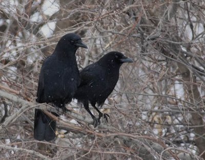 Snow on the Crows