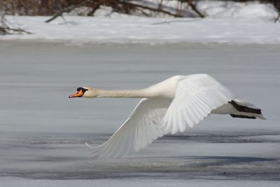 Low Altitude Swan
