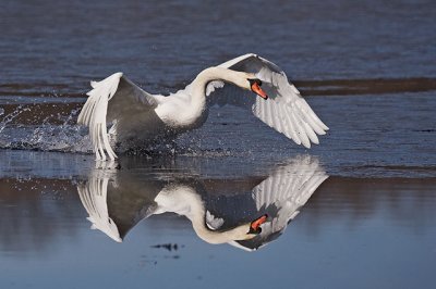 Mute Swan Splash Landing