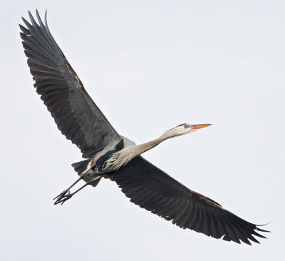 GBH Gliding