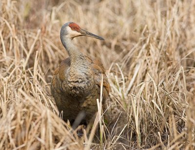 Sandhill Crane