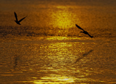 Ducks at Sunrise