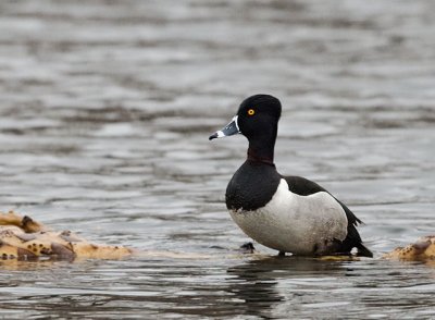 Ring-Necked Duck