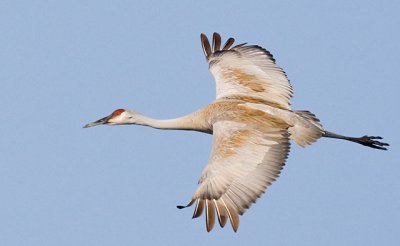 Gliding Crane