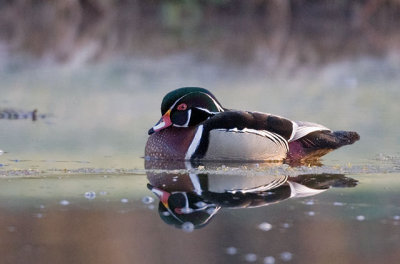 Early Morning Wood Duck