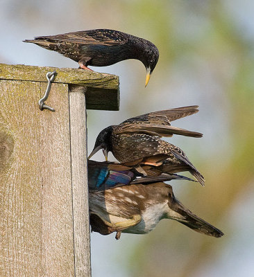 Starlings Attacking Wood Duck