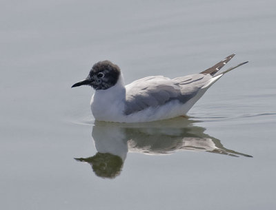 Bonaparte's Gull