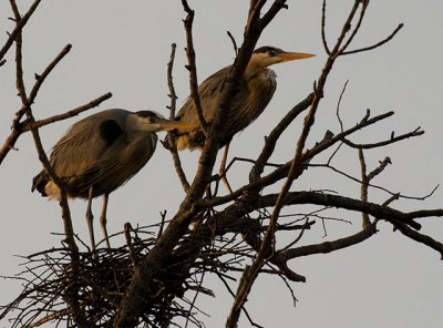 Last Light Herons