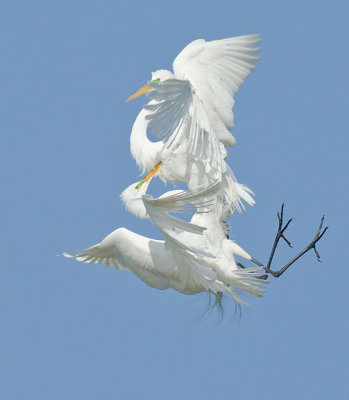 Acrobatic Egrets