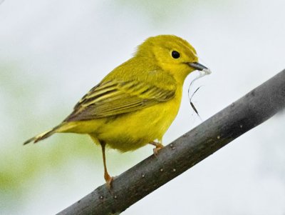 Yellow Warbler