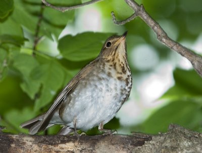 Swainson's Thrush