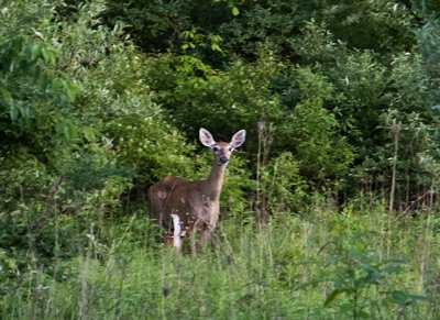 Doe and Fawn (Extreme Crop)