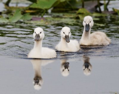 Three Amigos