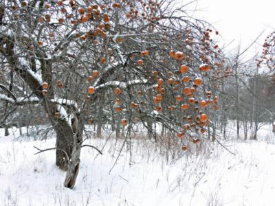 Snow Apples
