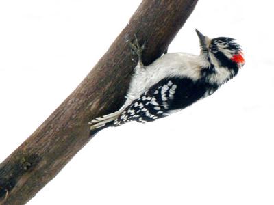 Male Downy Woodpecker