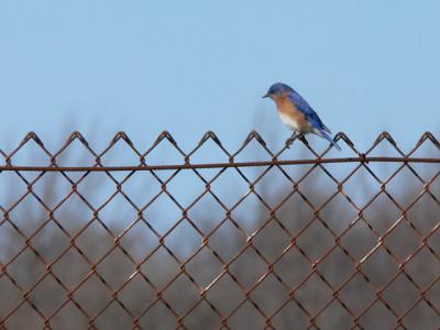 Chain Link Bluebird