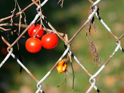 Forgotten Cherry Tomatoes