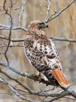 Adult Red-Tailed Hawk