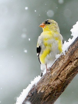Goldfinch.....White Snow