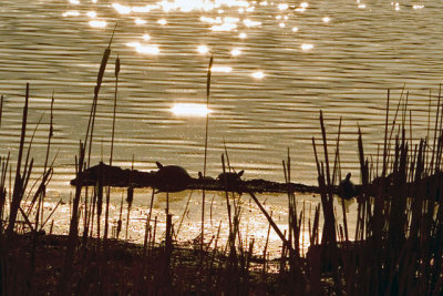 Turtles in the Evening Sun