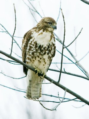 Red-Tailed Hawk (Juvenile)