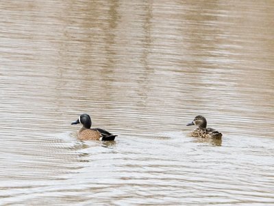 Blue-Winged Teals