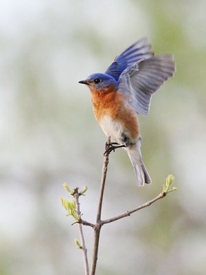 Wings of a Bluebird