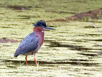 Green Heron