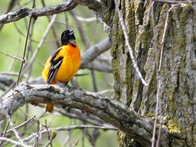 Singing Northern Oriole