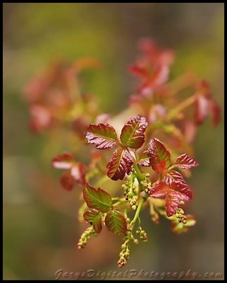 Poison Oak