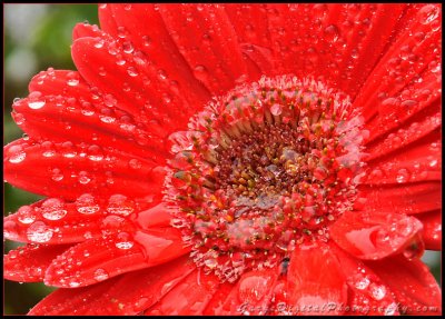 daisy_rain_drops02_9981.jpg