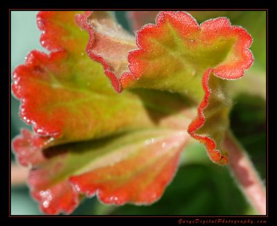 geranium_leaf01_1271.jpg